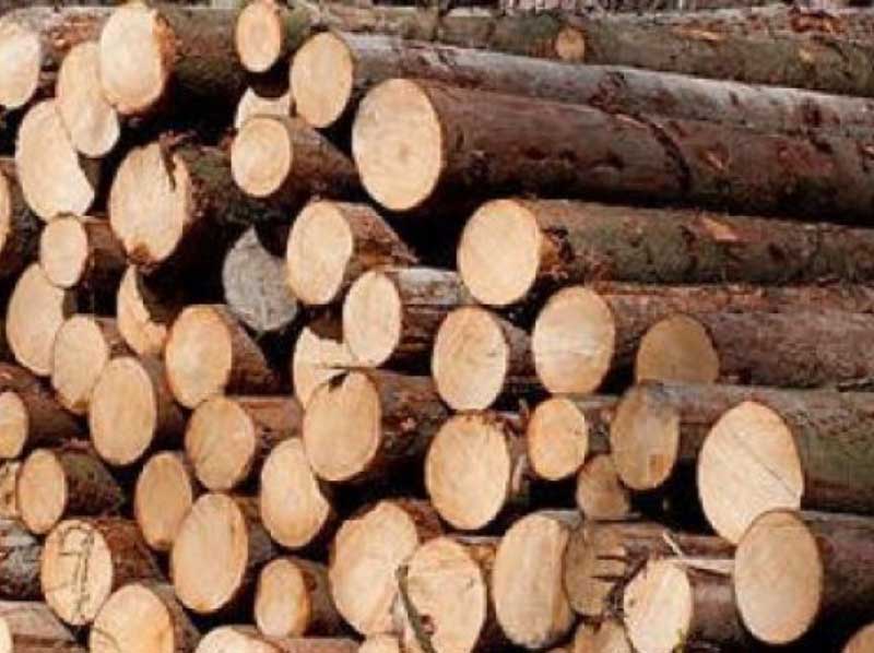 European Spruce