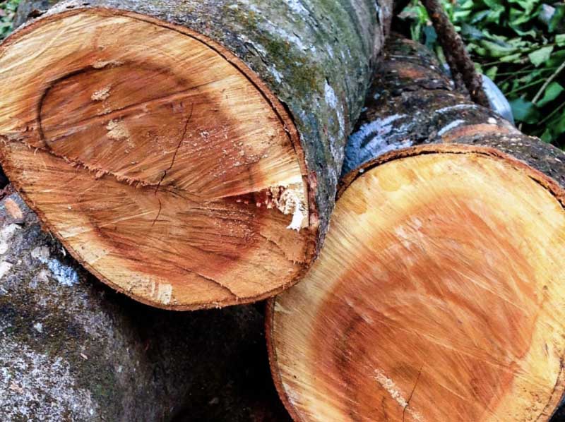 Mahogany