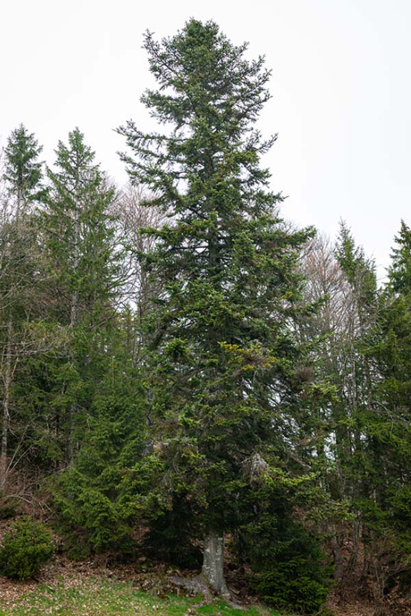 European spruce